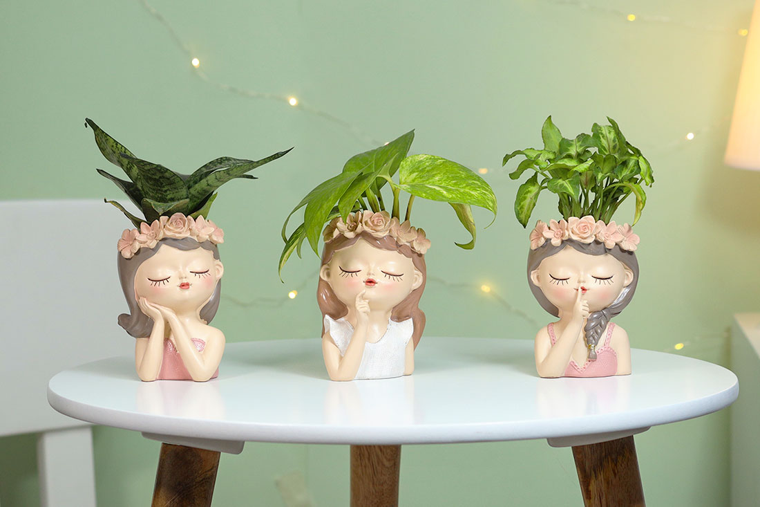 Buy Fairy Collection Trio Plant