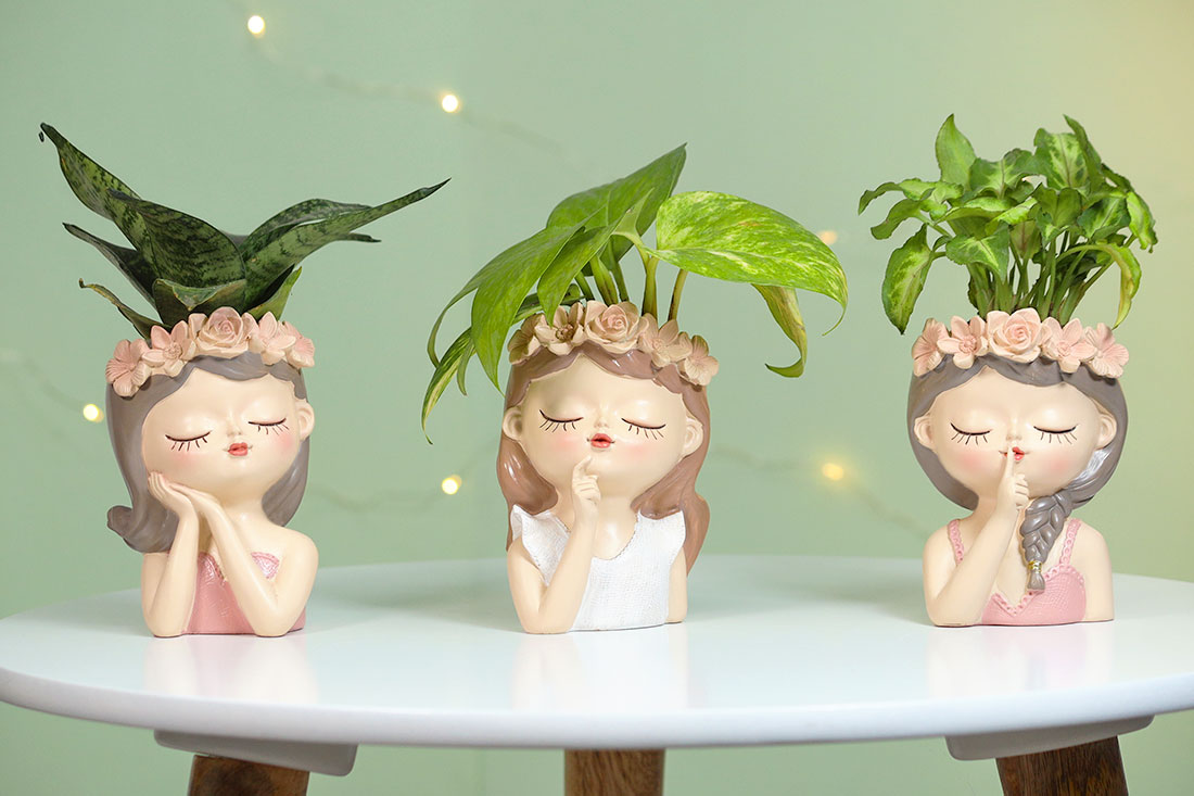 Fairy Collection Trio Plant