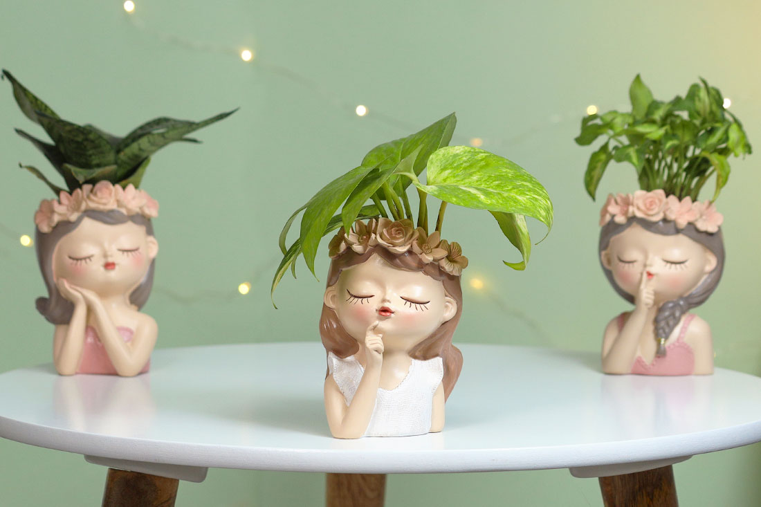 Fairy Collection Trio Plant