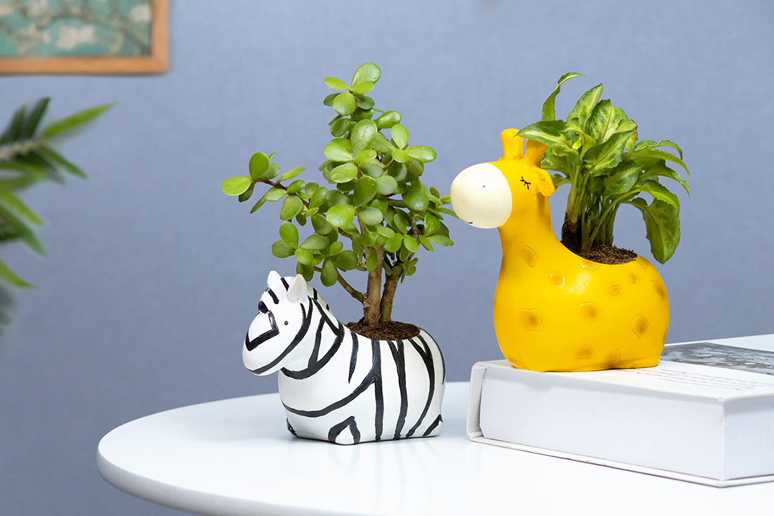Feng-Shui Jade Syngonium combo Delivery