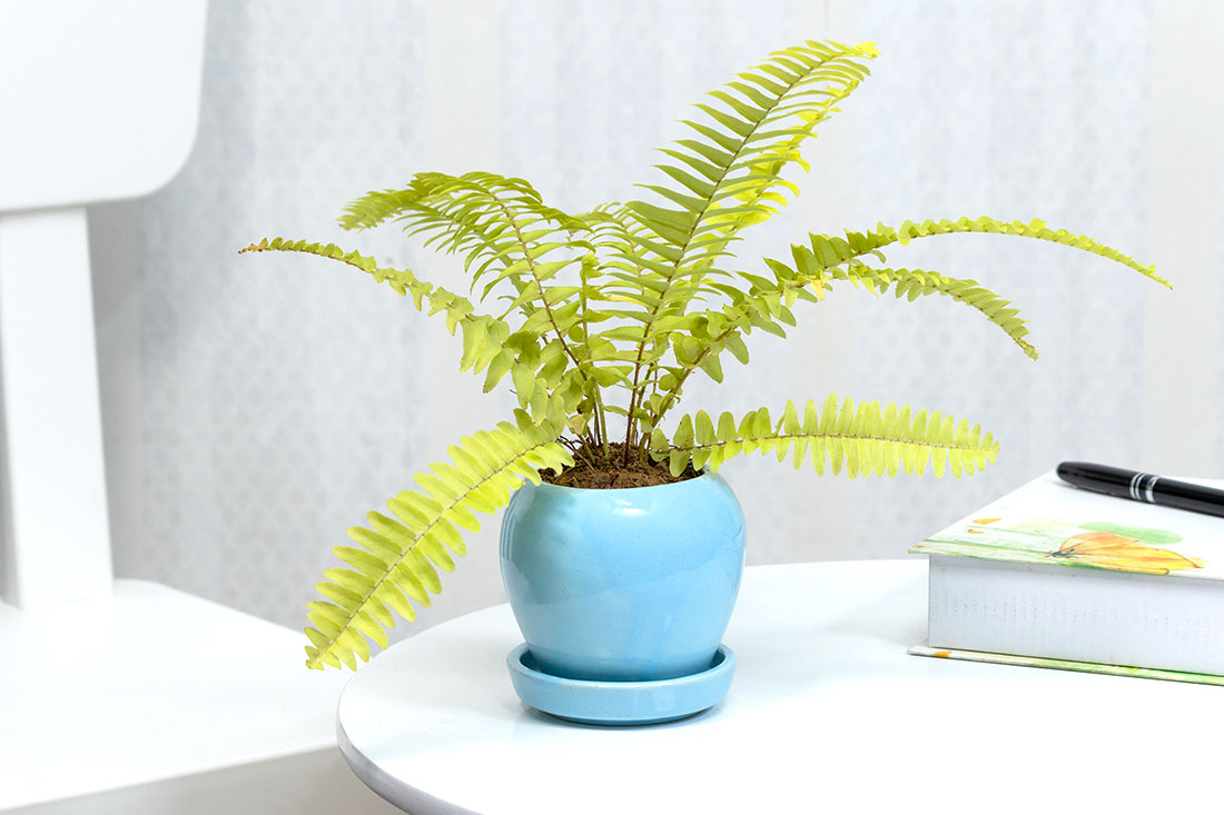 Ferociuos fern  Order Now