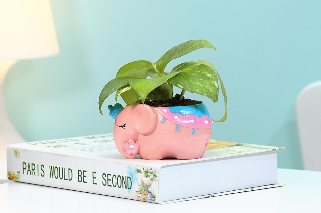 Good Luck Money Plant In Cute Elephant