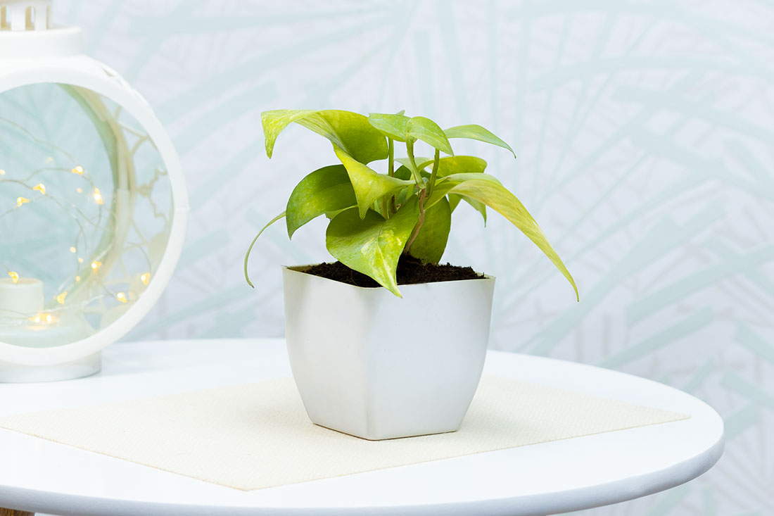 Green Money Plant In White Pot Order Now