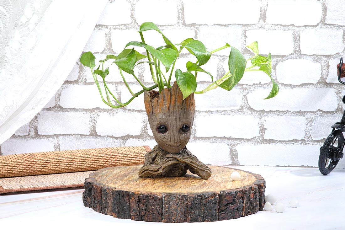 Groot Money Plant