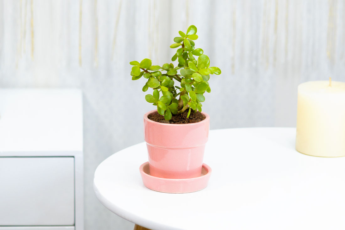 Indoor jade plant