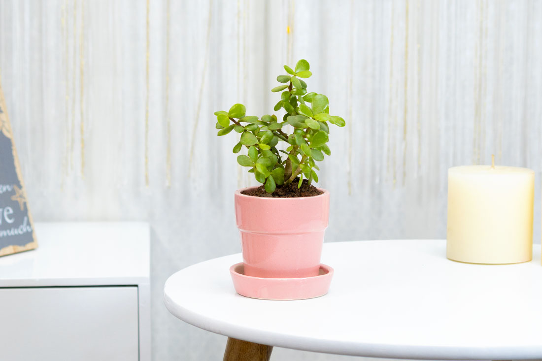 Order Indoor jade plant