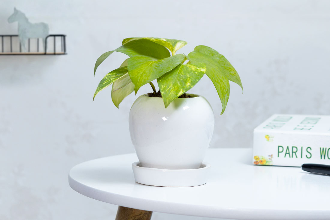 Indoor money plant Delivery