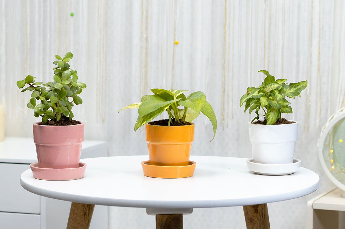 Jade, Money Plant & Syngonium- The trio