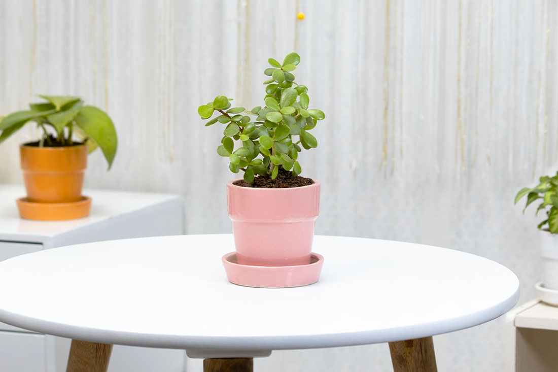 Jade, Money Plant & Syngonium- The trio