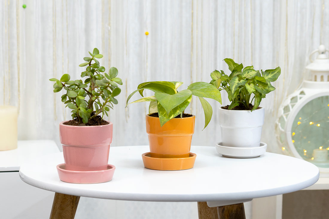 Jade, Money Plant & Syngonium- The trio