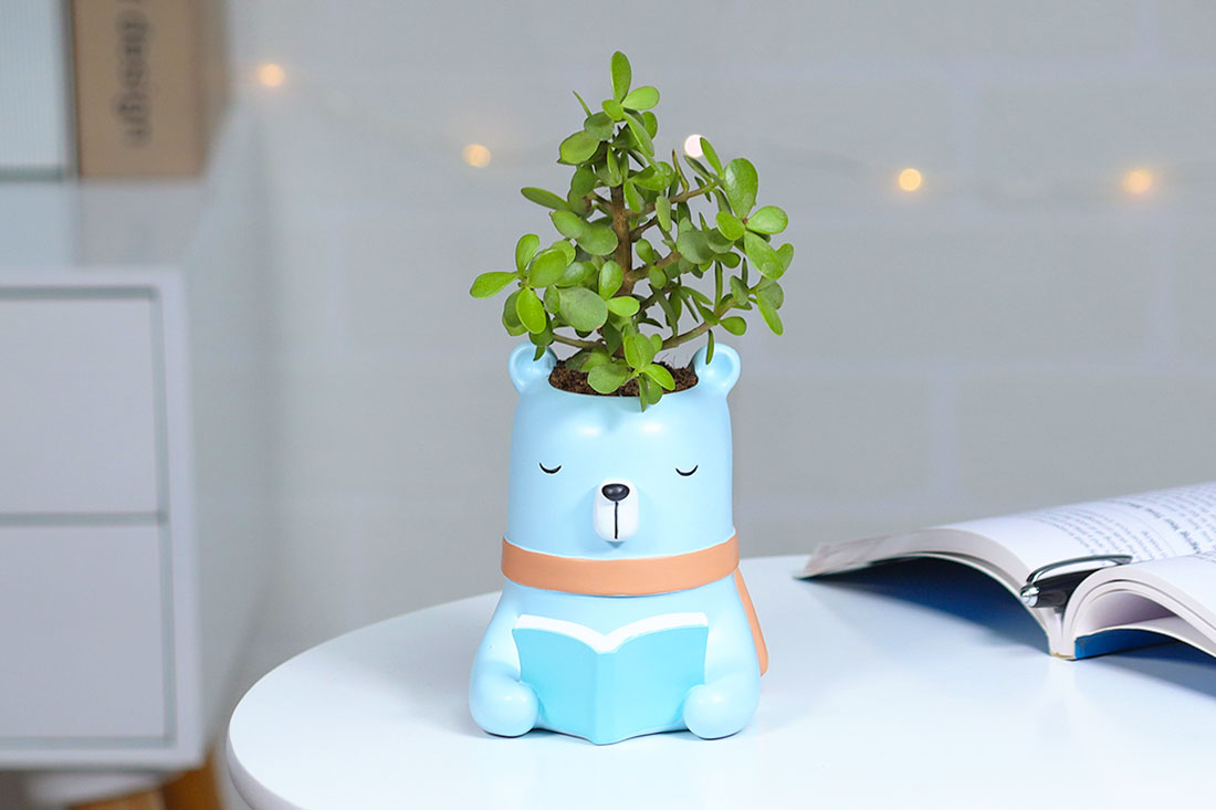 Jade Plant For Intelligent Friend