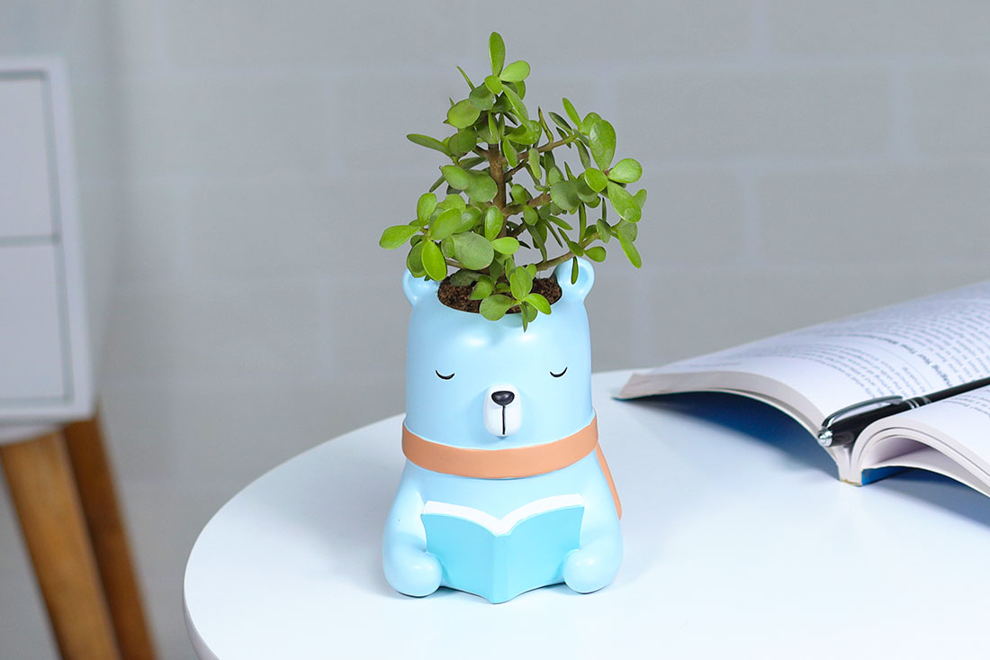 Jade Plant For Intelligent Friend