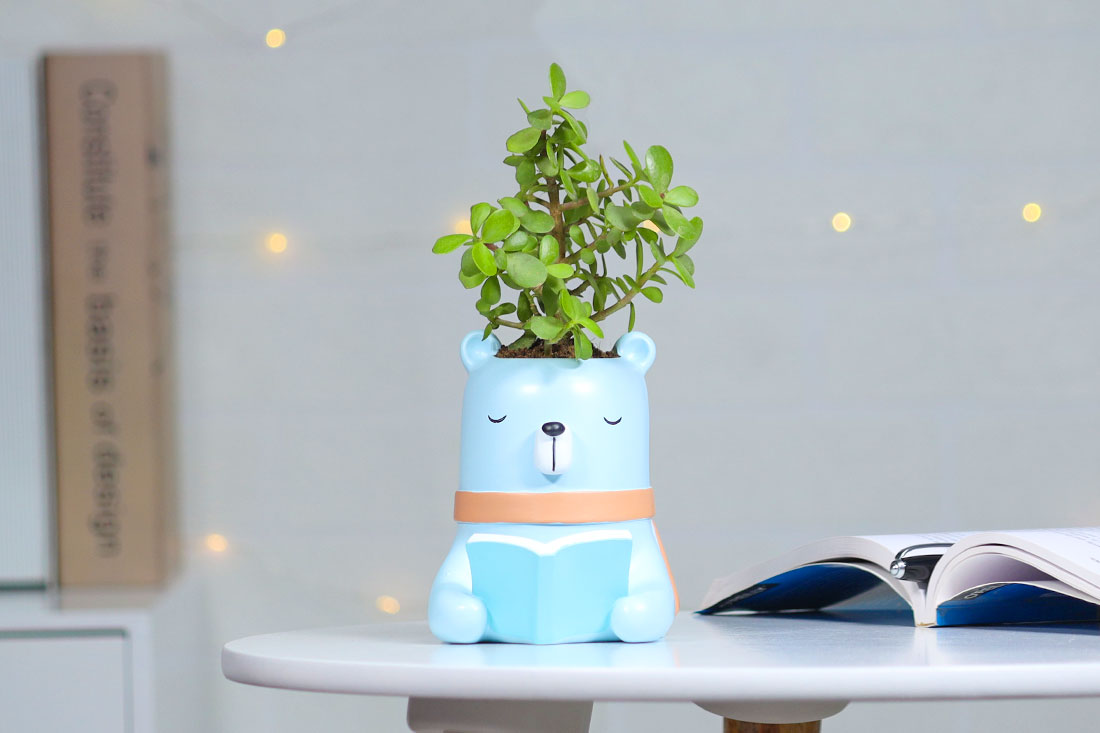 Jade Plant For Intelligent Friend