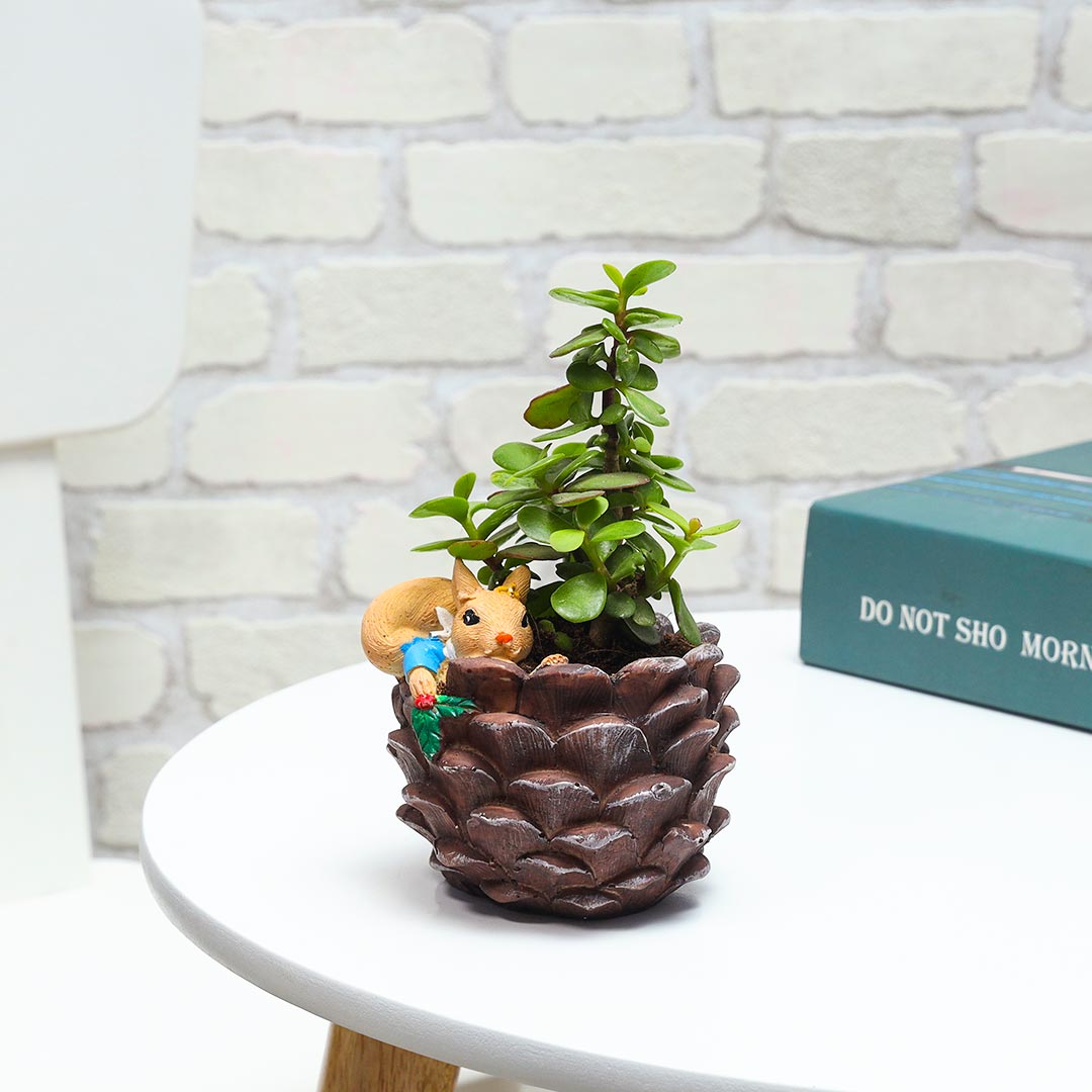Jade Plant In Squirrel Coconut Pot for Indoor Delivery