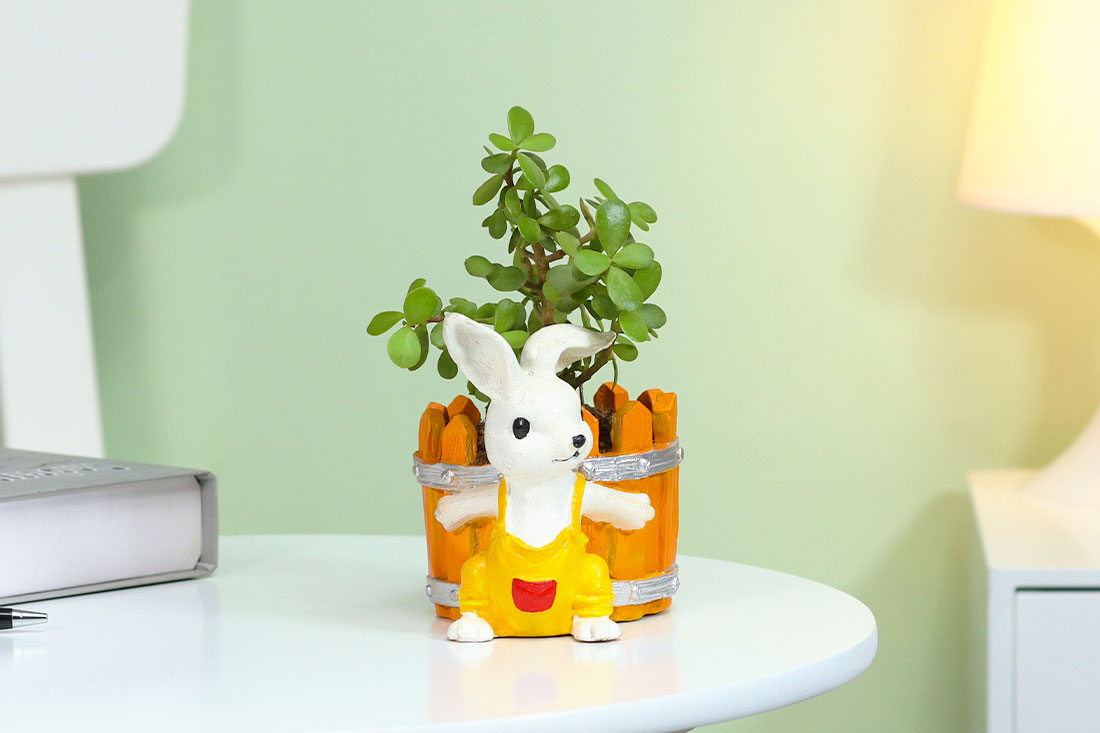 Jade Plant Wth Cute Bunny