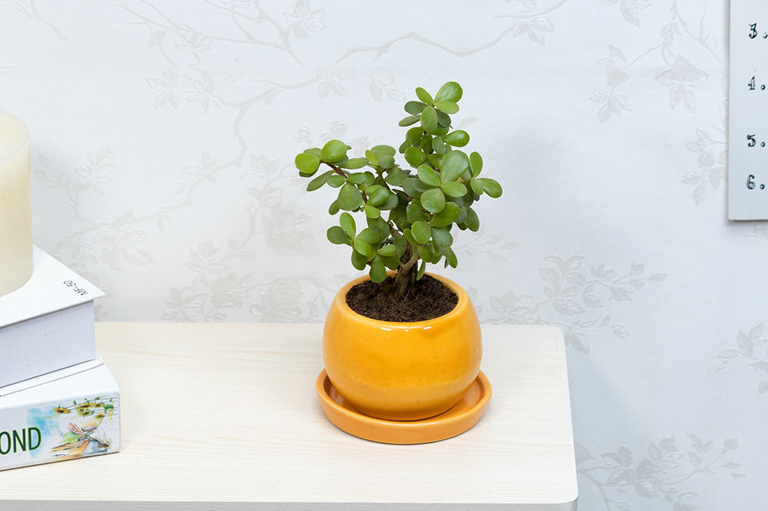 Jade in ceramic pot