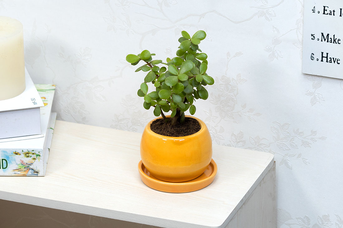 Jade in ceramic pot