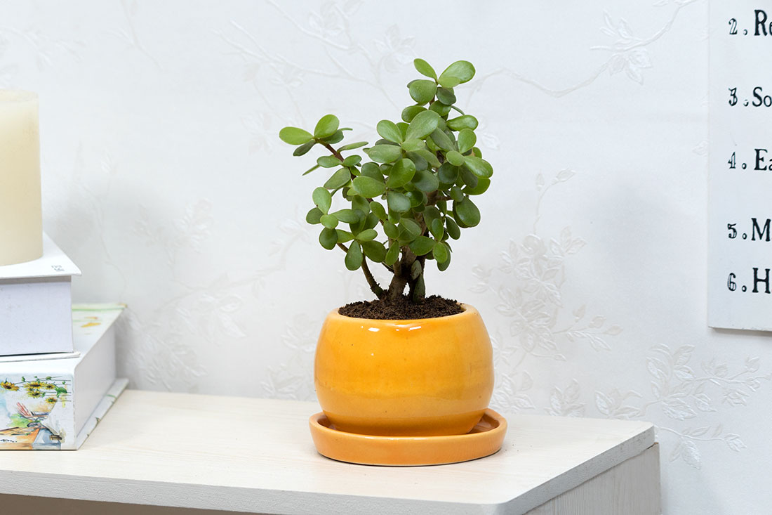 Jade in ceramic pot