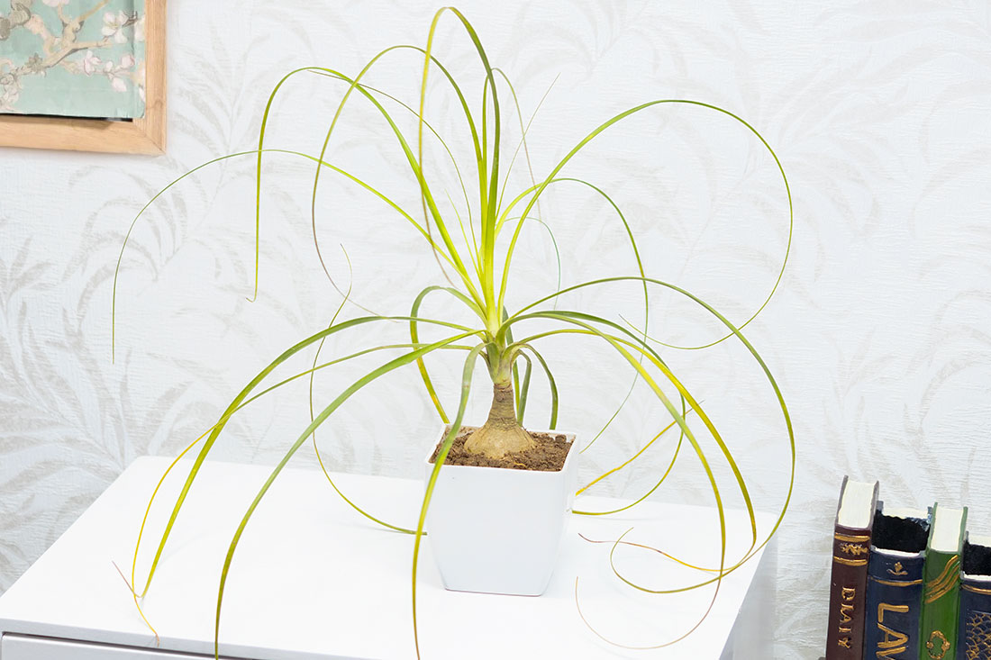 Lolina Palm In Plastic Arrangement Vase Order Now