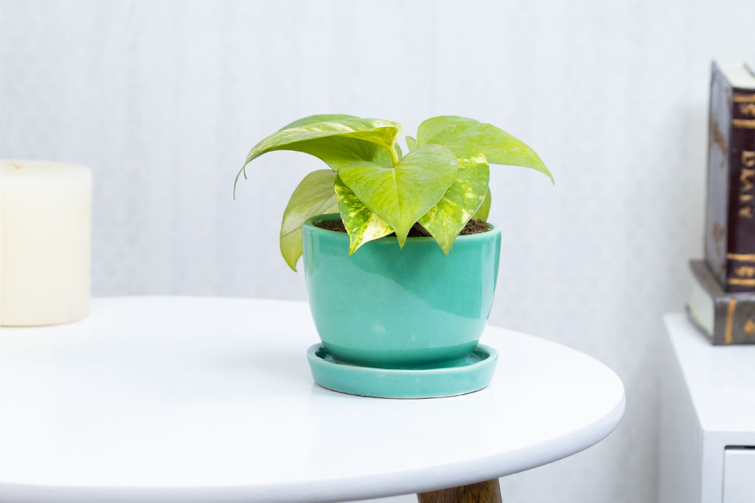Lots of luck money plant Send Now
