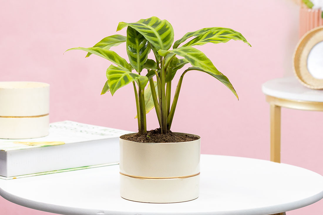 Momentous maranta for indoor setting Send Now