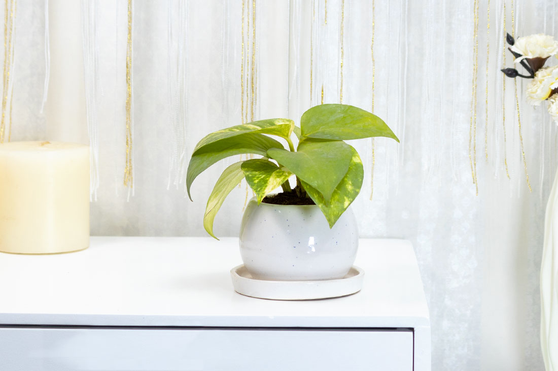 Momentous money plant in ceramic vase