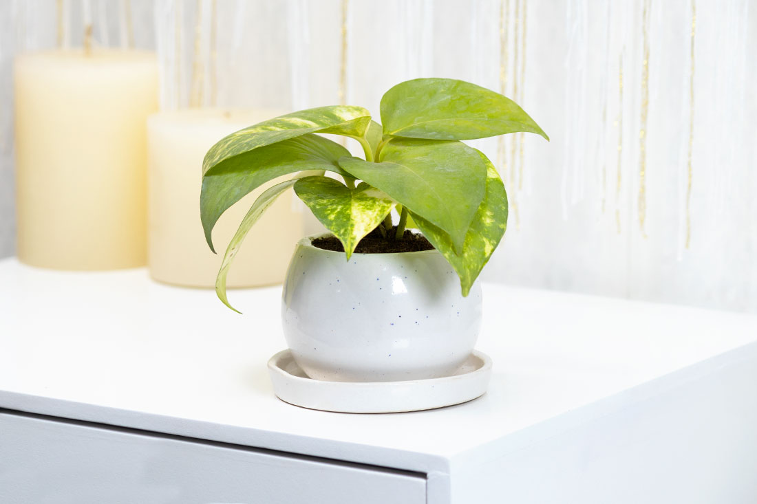 Momentous money plant in ceramic vase