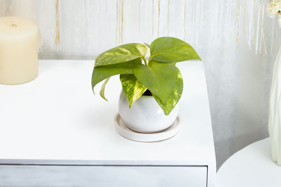 Momentous money plant in ceramic vase