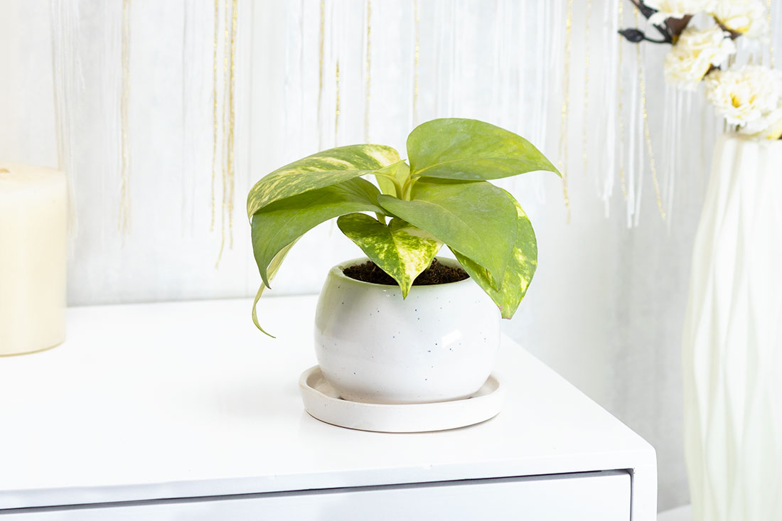 Momentous money plant in ceramic vase