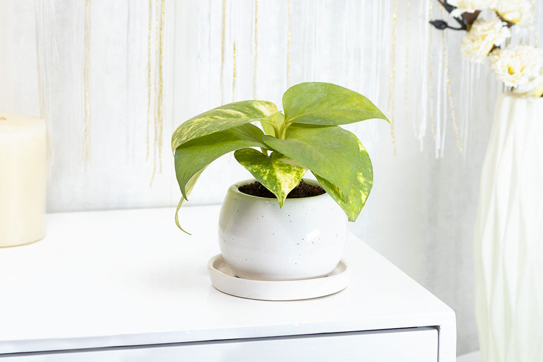 Momentous money plant in ceramic vase Buy Online