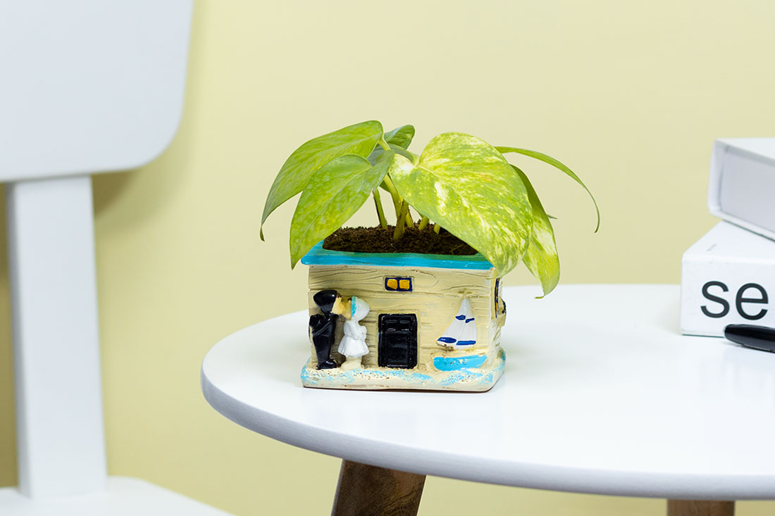 Send Money Plant In Couple House Online