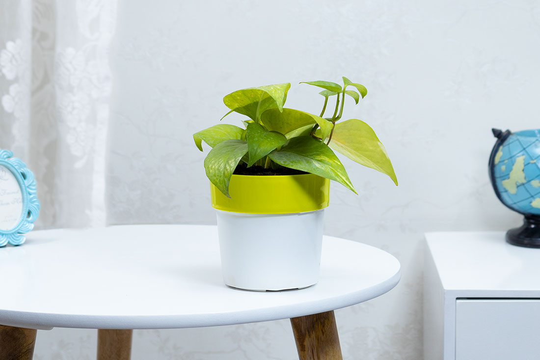 Money Plant In Green Stripped White Pot