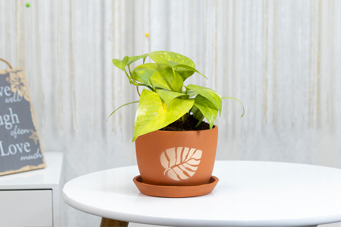 Money plant for indoor spaces