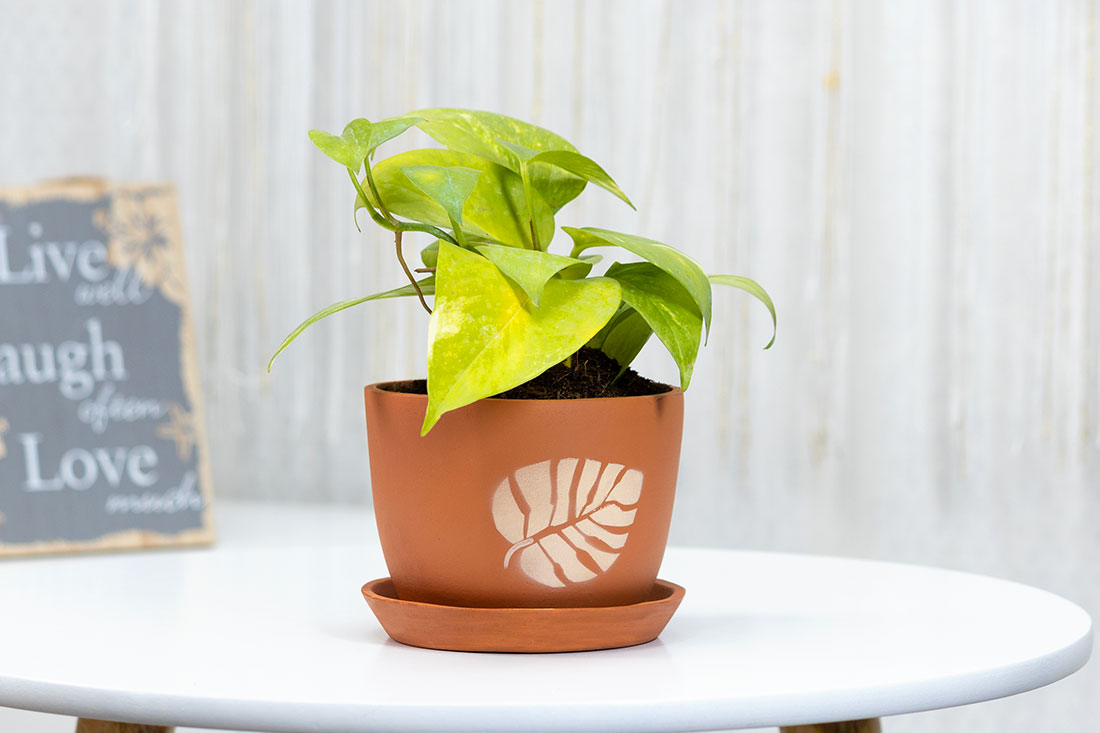 Money plant for indoor spaces