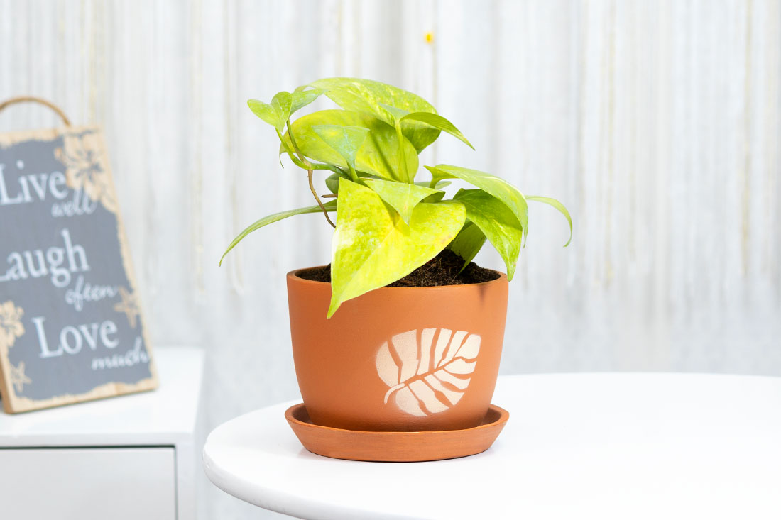 Money plant for indoor spaces