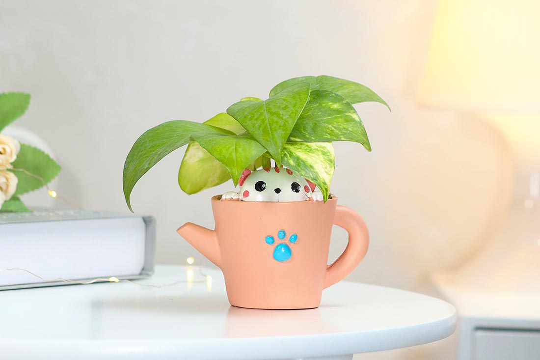 Money plant in kitty love