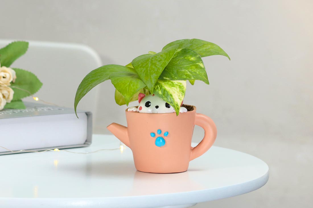 Money plant in kitty love