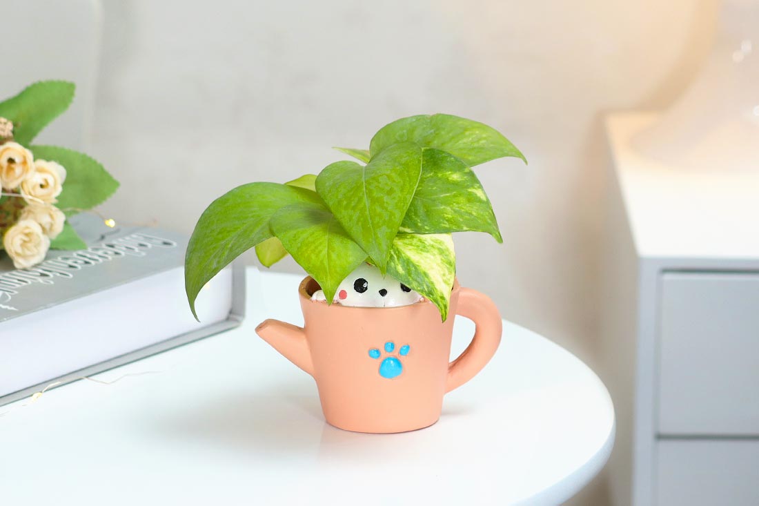 Money plant in kitty love