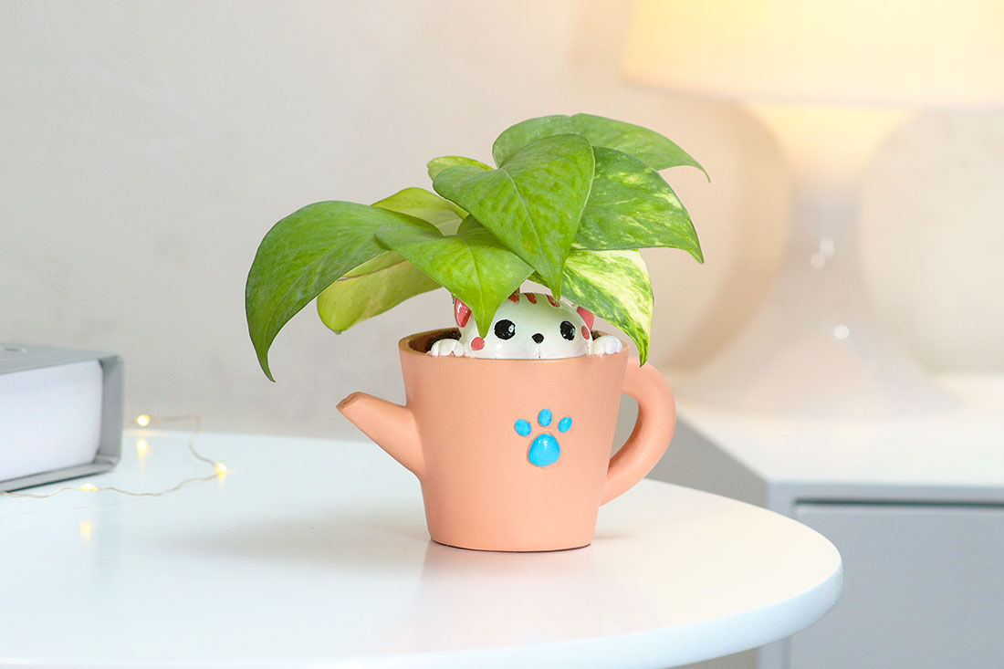 Money plant in kitty love