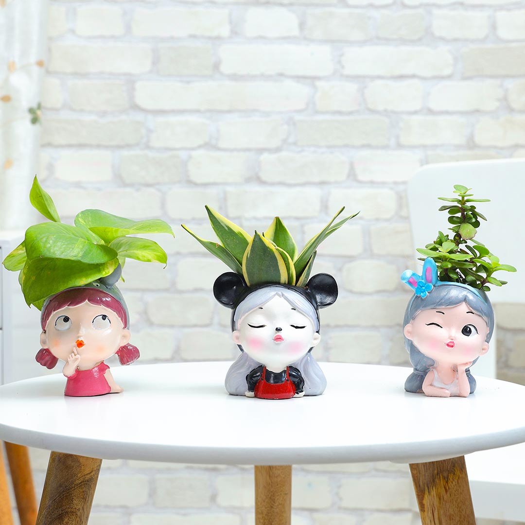 Order Overloaded Cuteness Trio Plant