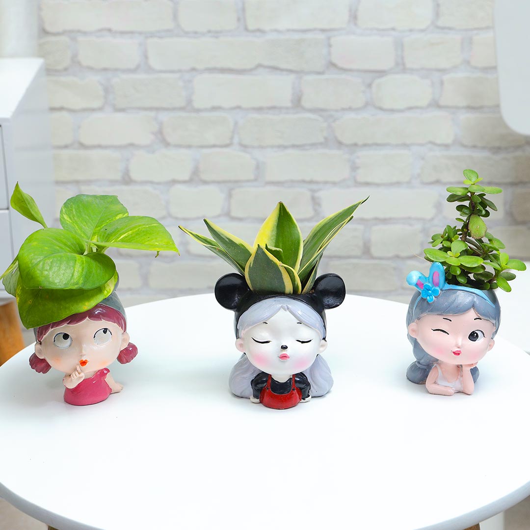 Overloaded Cuteness Trio Plant