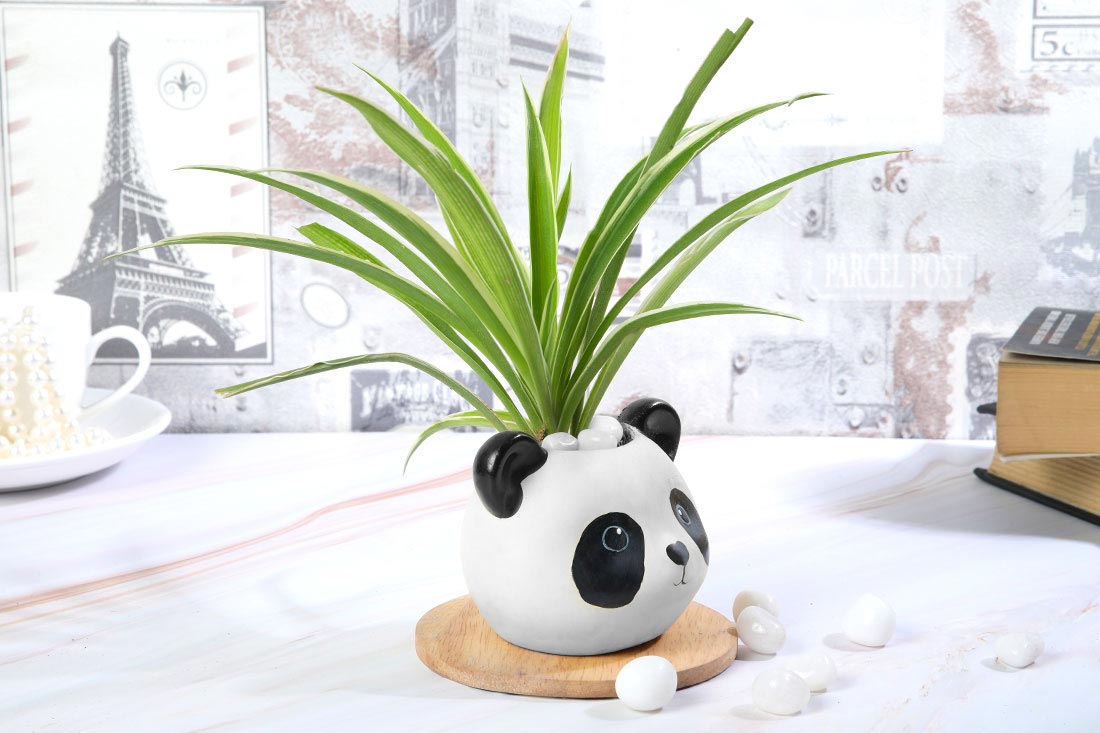 Spider Plant in Panda Pot for Home