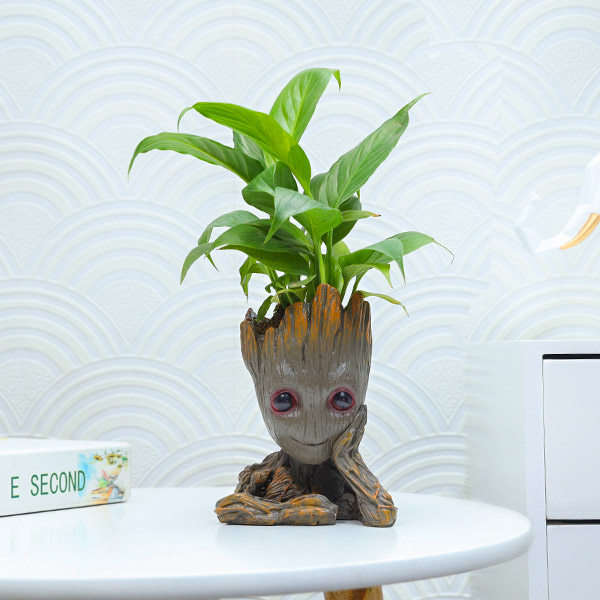 Buy Peace Lily plant In Groot