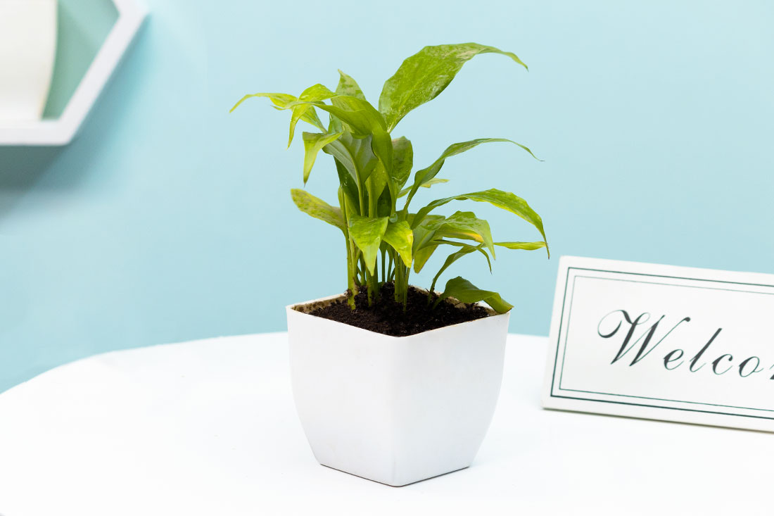 Peace Lily Plant In White Pot