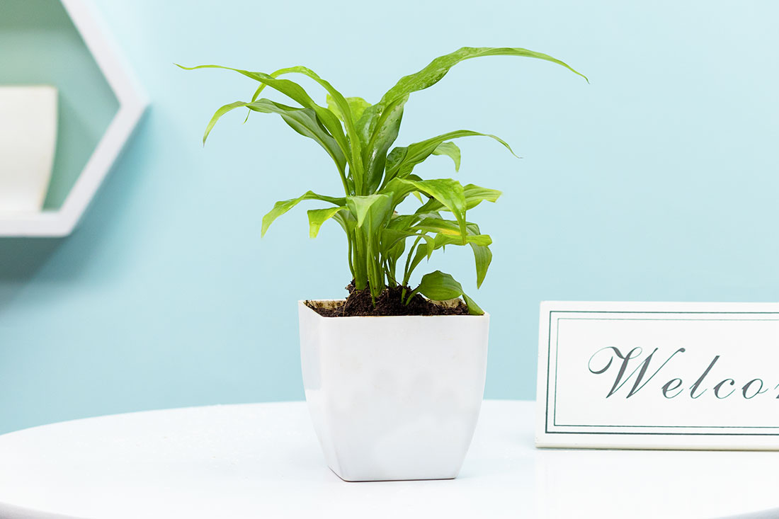 Peace Lily Plant In White Pot