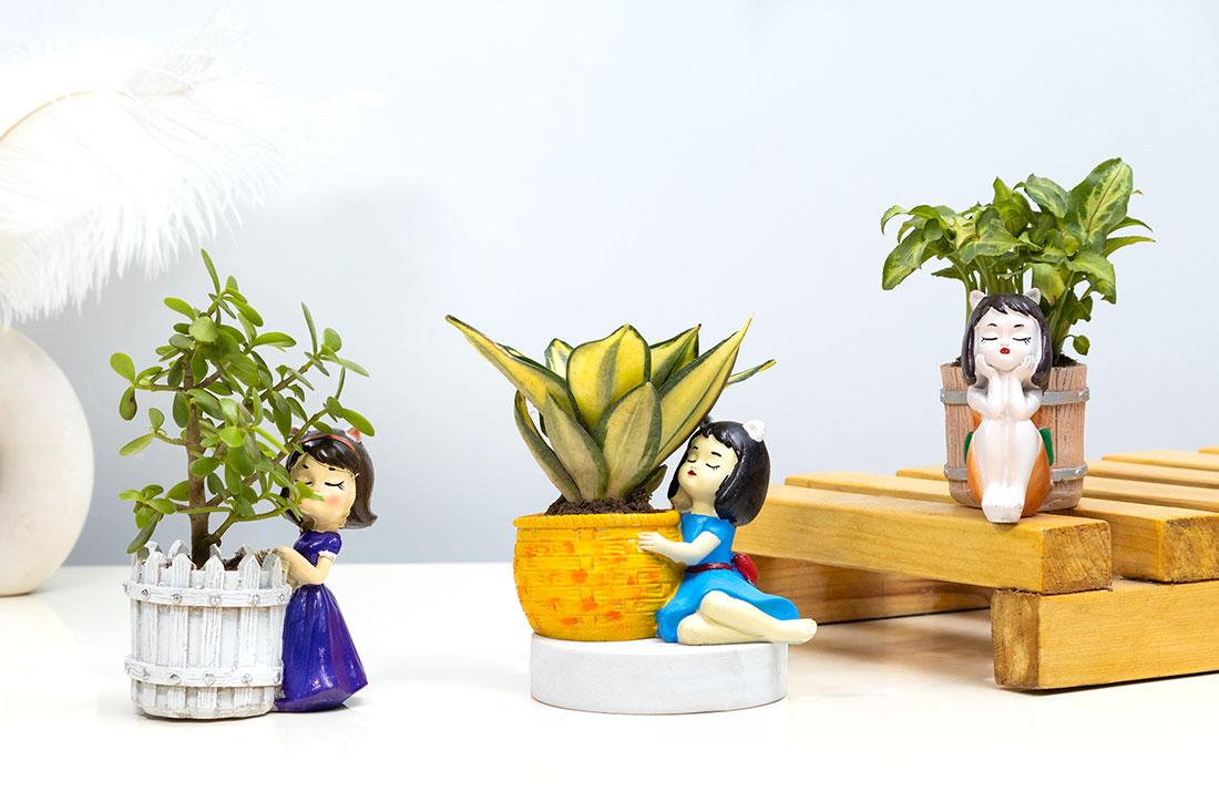 Perfect Trio Plant Combo Order Now