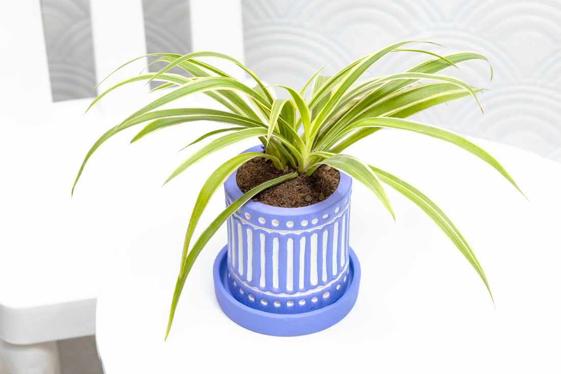 Sneaky spider plant for office