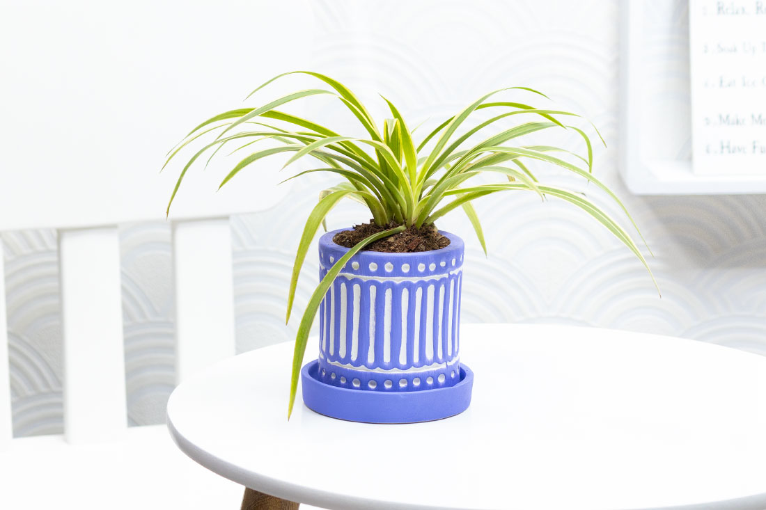 Sneaky spider plant for office