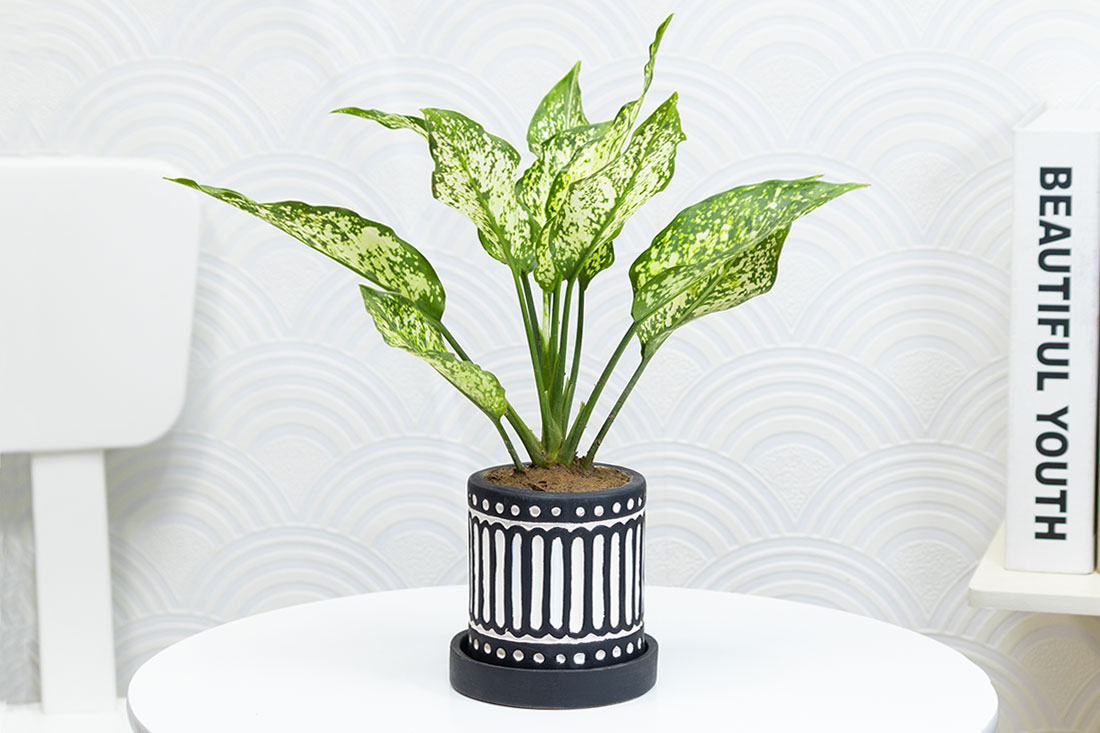 Order Snow White Aglonema For Indoors Online