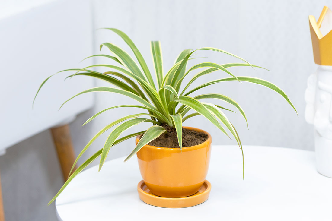 Spider variegated plant